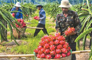 Đề &aacute;n ph&aacute;t triển ng&agrave;nh chế biến rau quả: Khuyến kh&iacute;ch doanh nghiệp đầu tư trung t&acirc;m chiếu xạ thực phẩm ti&ecirc;u chuẩn quốc tế