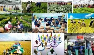 Gi&aacute; trị xuất khẩu n&ocirc;ng sản tăng gần 17% nhưng lợi nhuận của n&ocirc;ng d&acirc;n vẫn thấp 