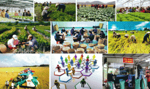 Ph&aacute;t triển kinh tế tập thể năng động, hiệu quả 