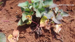 X&aacute;c định nấm Fusarium solani  g&acirc;y bệnh h&eacute;o d&acirc;y, thối củ tr&ecirc;n khoai lang 