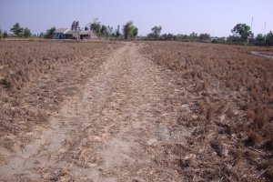  Th&iacute;ch ứng với hạn, mặn B&agrave;i 1: M&ugrave;a hạn mặn khốc liệt
