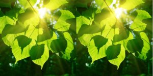 Giải mã bí &acirc;̉n của quá trình quang hợp