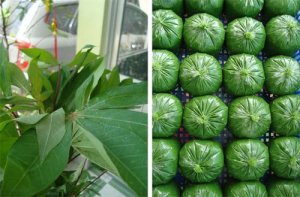 Ảnh hưởng của bột lá khoai mì đến sinh khí methane và tăng trọng của bò thịt 
