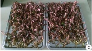 X&acirc;y dựng qui tr&igrave;nh sản xuất sinh khối c&acirc;y dược liệu lan gấm (Anoectochilus formosanus Hayata)