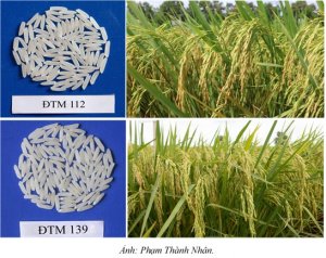 D&ograve;ng l&uacute;a mới ĐTM 112 v&agrave; ĐTM 139, tiềm năng cho v&ugrave;ng Đồng Th&aacute;p Mười