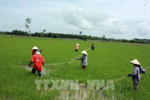 Hợp t&aacute;c x&atilde; "bắt tay" doanh nghiệp ph&aacute;t triển chuỗi gi&aacute; trị l&uacute;a gạo