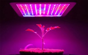 &Aacute;nh s&aacute;ng LED c&oacute; thể gia tăng hoạt chất sinh học trong thảo mộc