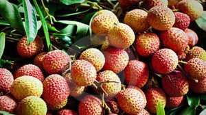 Thị trường vải tươi ch&acirc;u &Acirc;u &ndash; Th&ocirc;ng tin cần biết phần 1: Ti&ecirc;u chuẩn v&agrave; nhu cầu