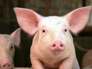 C&aacute;c nh&agrave; nghi&ecirc;n cứu T&acirc;y Ban Nha ph&aacute;t hiện một số chủng vi khuẩn Listeria ở lợn