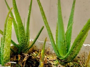 Vỏ l&ocirc; hội bị loại bỏ c&oacute; thể l&agrave; một loại thuốc trừ s&acirc;u tự nhi&ecirc;n bền vững