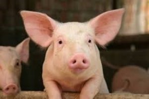Cuộc chiến thương mại đang l&agrave;m thay đổi ng&agrave;nh thức ăn chăn nu&ocirc;i của Trung Quốc