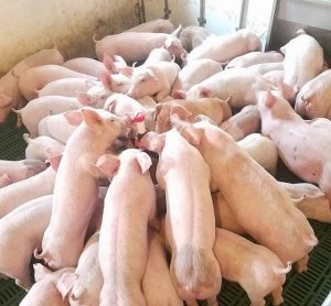 Gi&aacute; lợn hơi ng&agrave;y 4/1/2020 tiếp tục giảm