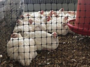 T&aacute;i sử dụng đệm l&oacute;t nền trong nu&ocirc;i g&agrave; c&oacute; thể ngăn chặn Salmonella