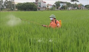Thị trường n&ocirc;ng sản tuần qua: Gi&aacute; l&uacute;a giảm ở nhiều địa phương Đồng bằng s&ocirc;ng Cửu Long