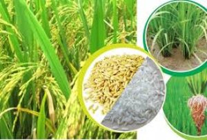 Phát triển lúa gạo trong bối cảnh biến đổi khí hậu và hội nhập ở Việt Nam