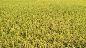 Sản lượng l&uacute;a đảm bảo an ninh lương thực trong nước v&agrave; nhu cầu xuất khẩu 