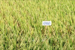 X&acirc;y dựng bộ dữ liệu cho sản xuất l&uacute;a ở Đồng bằng s&ocirc;ng Cửu Long 