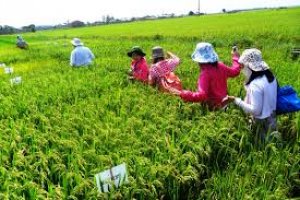 Nghi&ecirc;n cứu c&aacute;c giải ph&aacute;p th&iacute;ch ứng v&agrave; giảm thiểu rủi ro cho canh t&aacute;c l&uacute;a do t&aacute;c động của biến đổi kh&iacute; hậu tr&ecirc;n v&ugrave;ng đất nhiễm mặn S&oacute;c Trăng