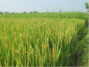 Ảnh hưởng của ph&acirc;n kali v&agrave; silic đến t&iacute;ch lũy chất kh&ocirc; v&agrave; năng suất của c&aacute;c giống l&uacute;a c&oacute; kiểu gien kh&aacute;c nhau trong điều kiện nhiễm mặn