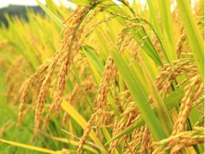 Ảnh hưởng của lu&acirc;n canh c&acirc;y trồng cạn tr&ecirc;n nền đất trồng l&uacute;a ba vụ đến khả năng cung cấp l&acirc;n của đất