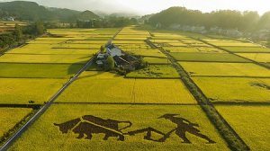 Trung Quốc trồng th&agrave;nh c&ocirc;ng l&uacute;a nước mặn, c&oacute; thể nu&ocirc;i sống 80 triệu người