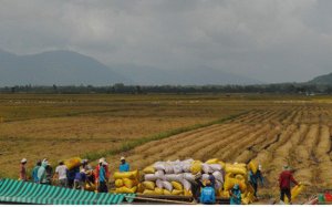 Ng&agrave;nh l&uacute;a gạo phải tho&aacute;t khỏi &ldquo;tư duy m&ugrave;a vụ v&agrave; thương vụ&rdquo; 
