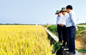 Gạo Việt Tr&ecirc;n đường hội nhập Dấu ấn &ldquo;Vietnam Rice&rdquo;