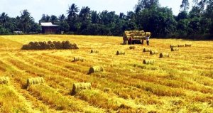 Thị trường xuất khẩu gạo Việt Nam đa dạng
