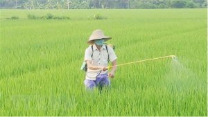 Hai nh&oacute;m giải ph&aacute;p đảm bảo cung ứng đủ lương thực, thực phẩm 