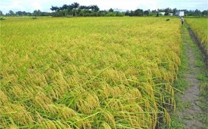 Nghi&ecirc;n cứu: Nhiệt độ tăng l&agrave;m ảnh hưởng đến năng suất l&uacute;a