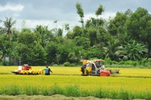 An ninh lương thực kh&ocirc;ng phải số gạo xuất khẩu hay trong kho 