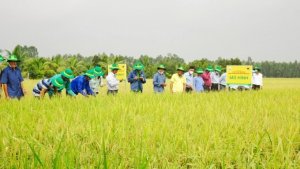 Khởi động `cuộc c&aacute;ch mạng` giảm chi ph&iacute; sản xuất l&uacute;a