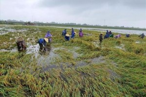 Sắp hỗ trợ tới 90% ph&iacute; bảo hiểm n&ocirc;ng nghiệp 