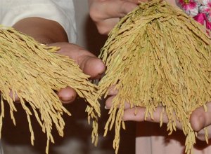 Tăng cường bảo vệ cho l&uacute;a m&agrave; kh&ocirc;ng phải trả th&ecirc;m chi ph&iacute;