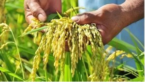 Gi&aacute; l&uacute;a gạo h&ocirc;m nay 12/9/2024: Gi&aacute; l&uacute;a tăng, giảm tr&aacute;i chiều; gi&aacute; gạo giảm nhẹ