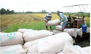 Bản tin sản xuất v&agrave; ti&ecirc;u thụ n&ocirc;ng sản trong nước th&aacute;ng 11 năm 2024