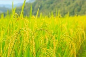 Gi&aacute; l&uacute;a gạo h&ocirc;m 2/12: Tăng từ 200 &ndash; 400 đồng/kg ở một số loại gạo