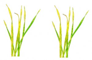 Bản thiết kế gi&uacute;p c&acirc;y ngũ cốc kh&aacute;ng bệnh nấm tốt hơn