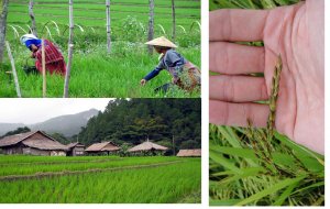 L&uacute;a cỏ tăng cường khả năng cạnh tranh từ những người  h&agrave;ng x&oacute;m hoang d&atilde; của n&oacute;