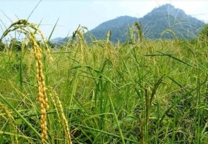 L&uacute;a đột biến c&oacute; thể &lsquo;ngủ trưa&rsquo; để chịu hạn