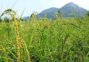 Giống l&uacute;a đột biến mới c&oacute; thể "ngủ trưa" để chịu hạn