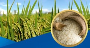 Đề xuất 15 sản phẩm n&ocirc;ng nghiệp chủ lực quốc gia