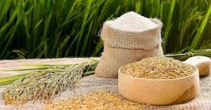 Gi&aacute; l&uacute;a gạo h&ocirc;m 2/4: Biến động tr&aacute;i chiều