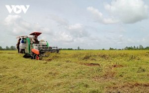  Ng&agrave;nh h&agrave;ng l&uacute;a gạo v&agrave; những điểm &ldquo;thiếu&rdquo; cần th&aacute;o gỡ: Li&ecirc;n kết sản xuất để x&acirc;y dựng thương hiệu gạo