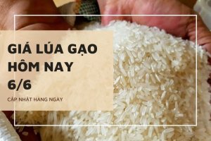 Gi&aacute; l&uacute;a gạo đi ngang tr&ecirc;n thị trường cả nước trong ng&agrave;y 6/6