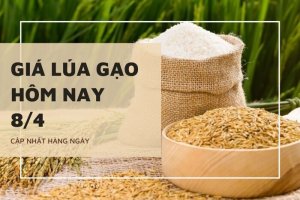 Giá lúa gạo hôm 8/4: Tăng từ 50 đồng/kg đến 500 đồng/kg