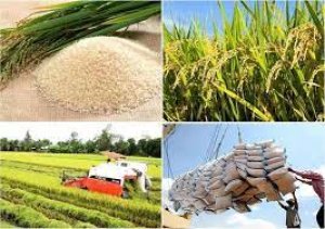Th&agrave;nh lập Hiệp hội Ng&agrave;nh h&agrave;ng l&uacute;a gạo Việt Nam 