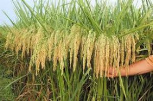 Kết quả nghi&ecirc;n cứu chọn tạo giống l&uacute;a lai 2, 3 d&ograve;ng cho c&aacute;c tỉnh ph&iacute;a bắc v&agrave; đồng bằng s&ocirc;ng Cửu Long (giai đoạn 2011-2015)