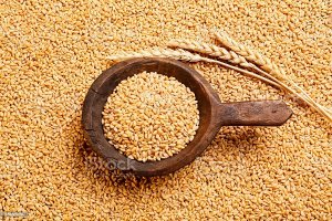 FAO dự b&aacute;o sản lượng l&uacute;a m&igrave; v&agrave; ng&ocirc; thế giới năm 2022 tăng