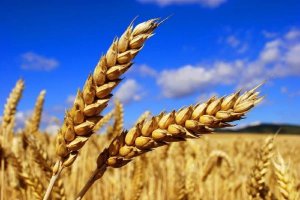FAO dự b&aacute;o sản lượng ngũ cốc kỷ lục vẫn kh&ocirc;ng đủ đ&aacute;p ứng nhu cầu ti&ecirc;u thụ